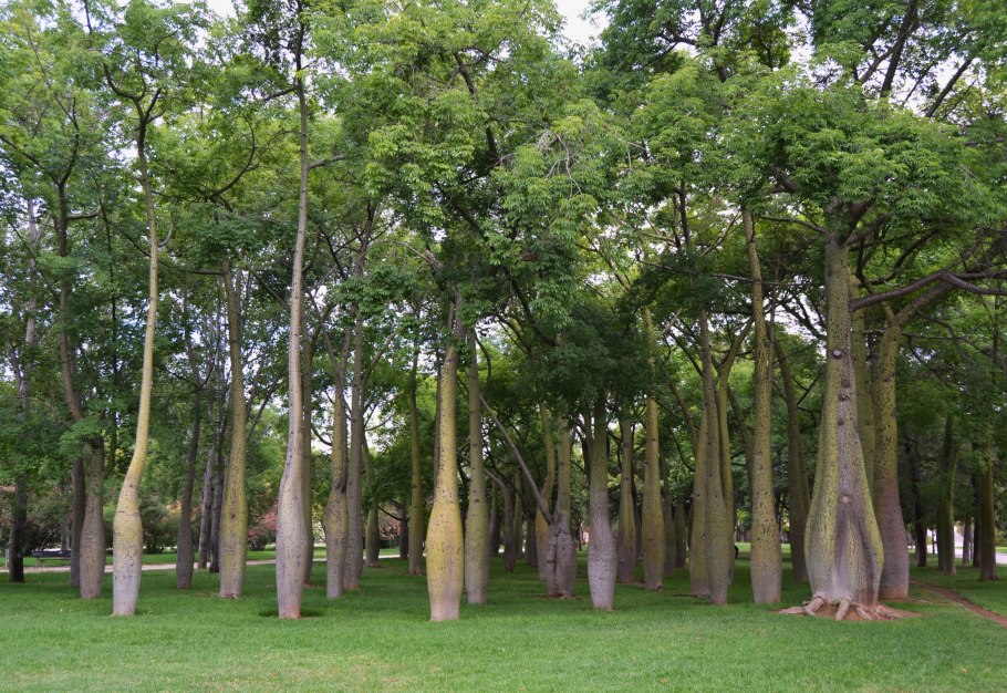 Хоризия дерево