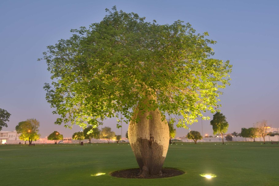 Хлопковое дерево Сейба