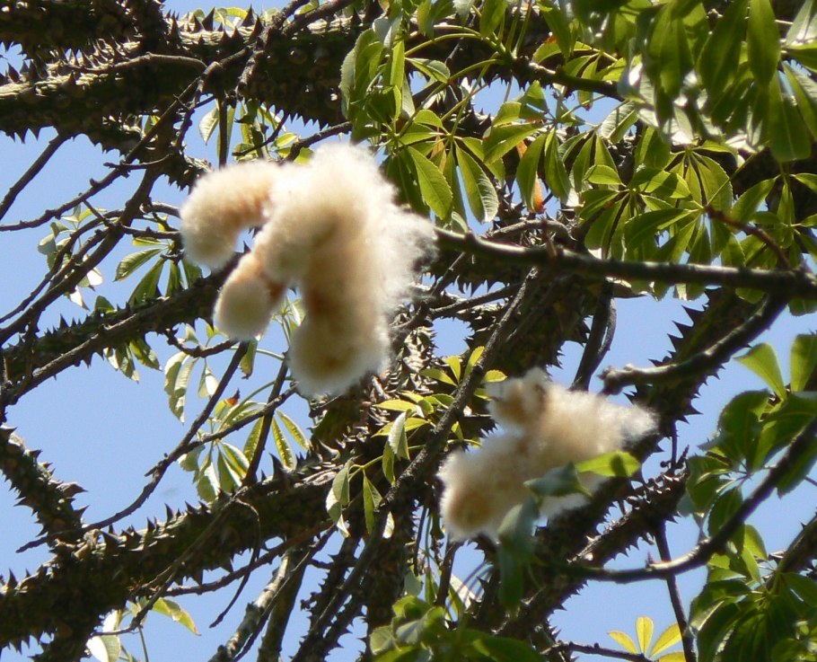 Сейба Спесиоза