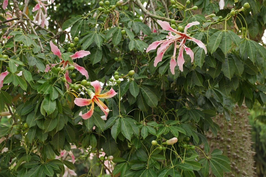 Chorisia speciosa