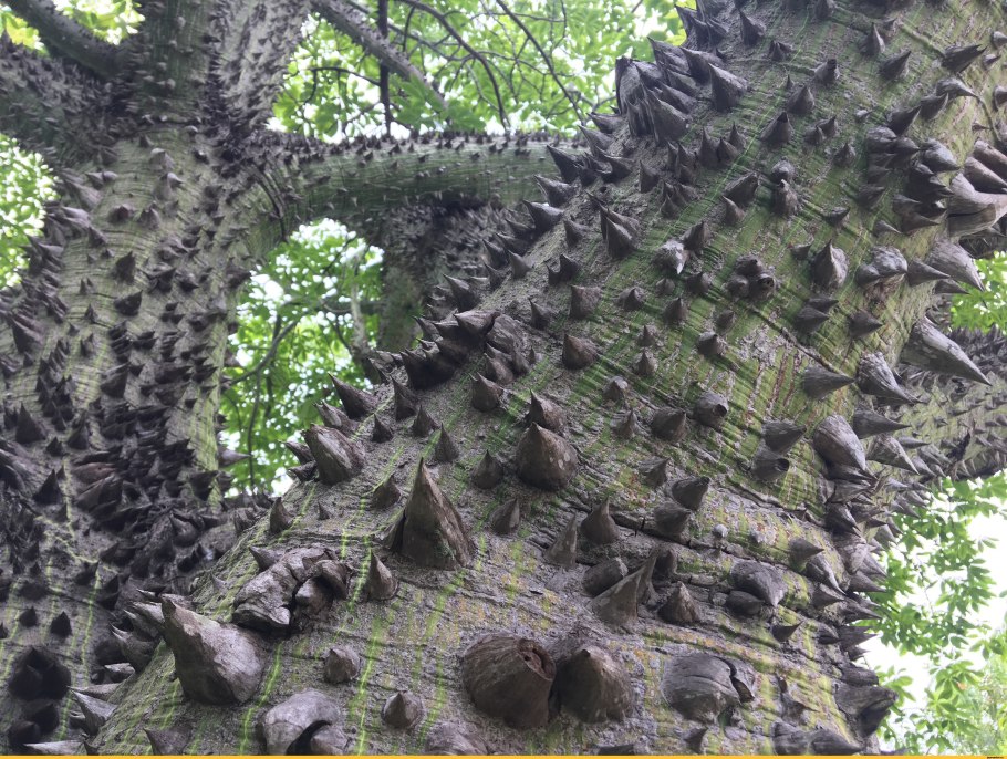 Сейба Хоризия великолепная