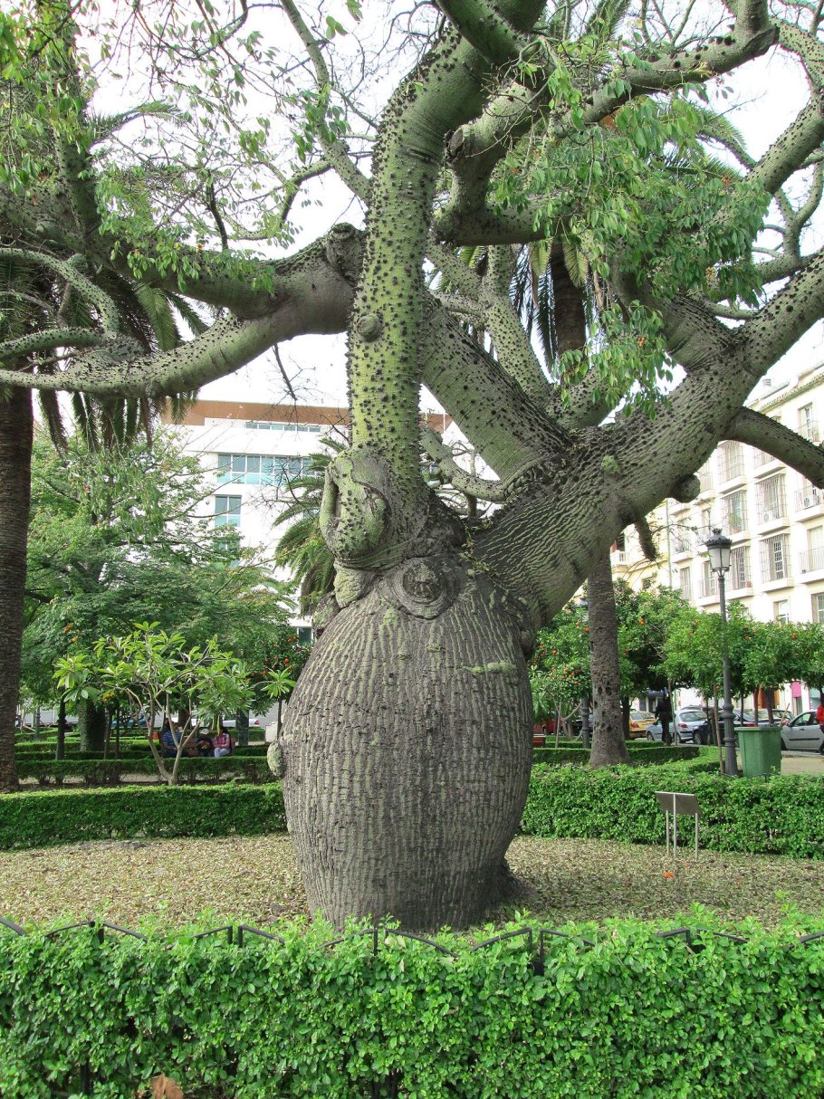 Сейба дерево