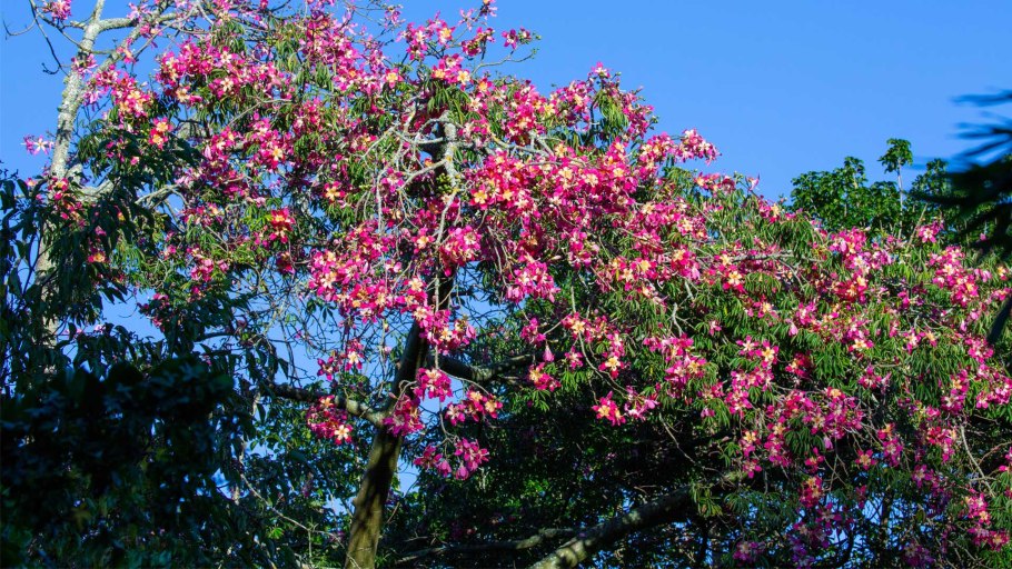Сейба великолепная дерево