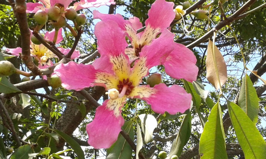 Сейба Африка цветение