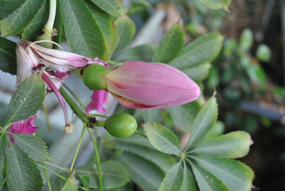 Сейба Спесиоза