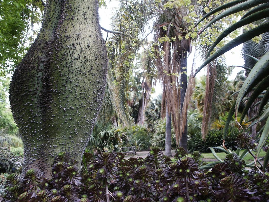 Цветущая Сейба