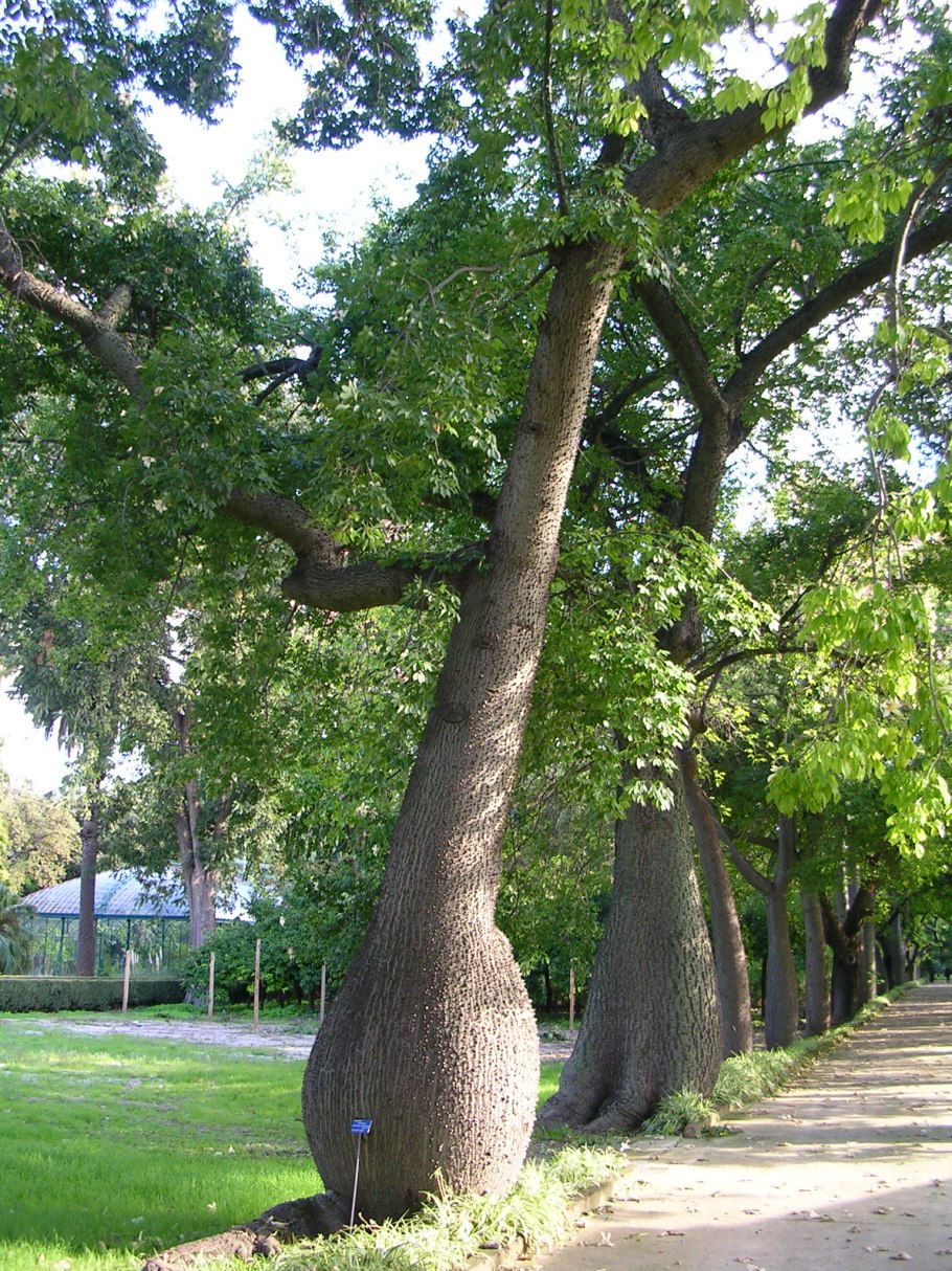 Ceiba speciosa растение