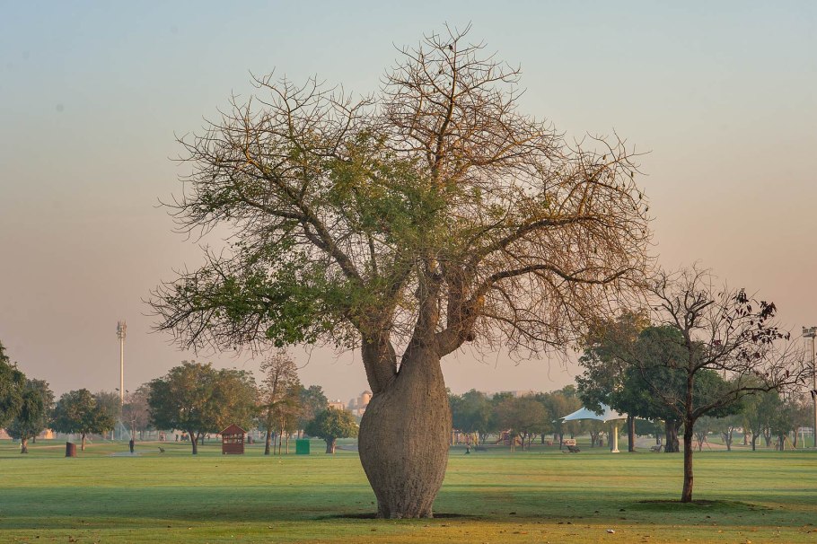 Хлопковое дерево (Ceiba speciosa)