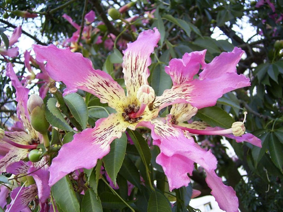 Chorisia speciosa Хоризия