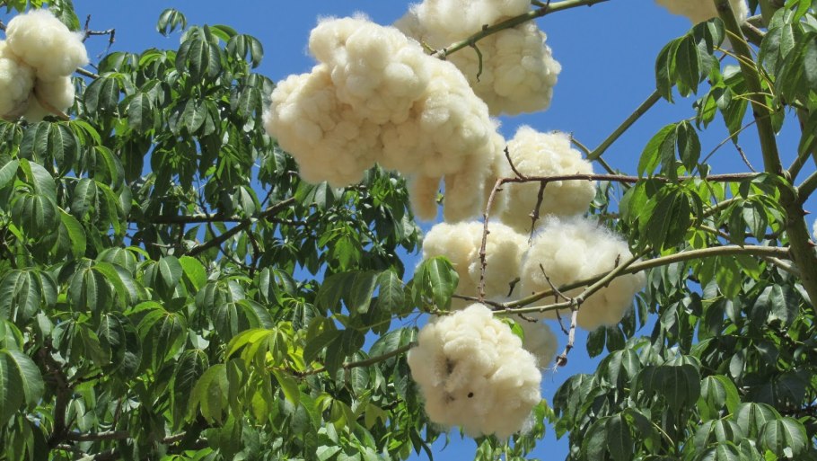 Сейба великолепная дерево