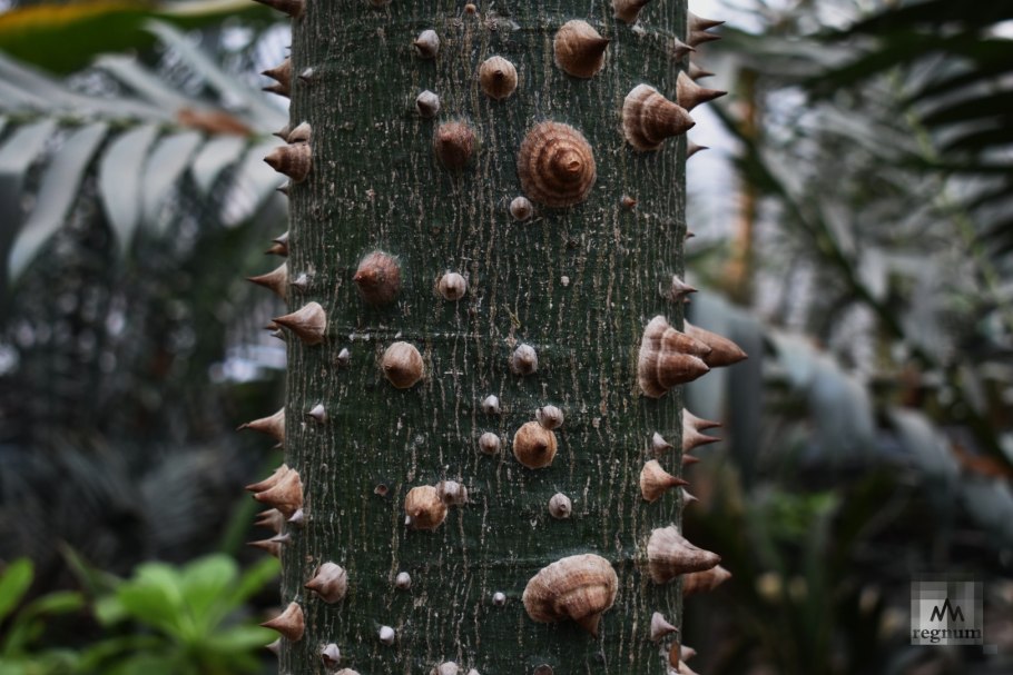 Schlimmia jasminodora