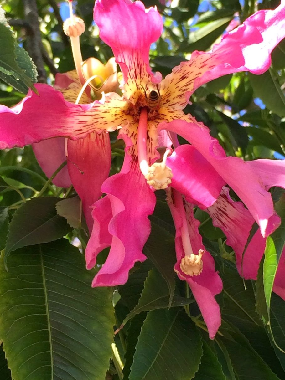 Сейба великолепная плоды