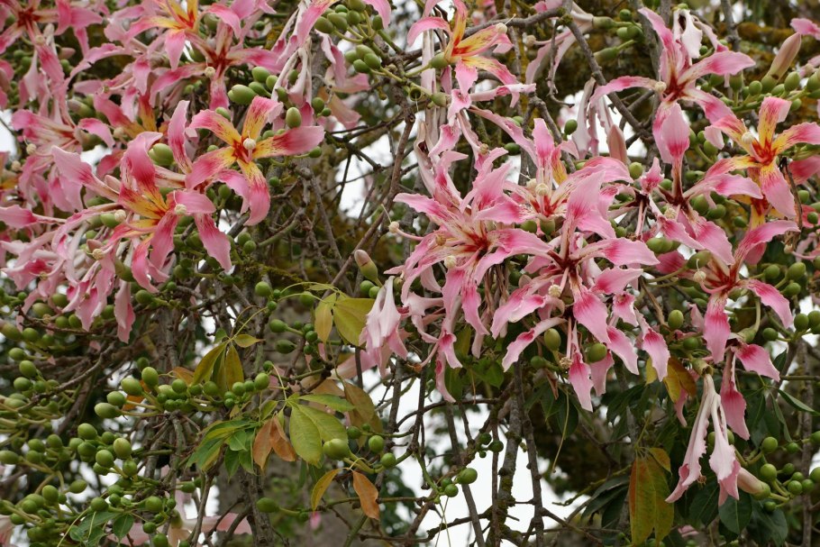 Сейба пятитычинковая