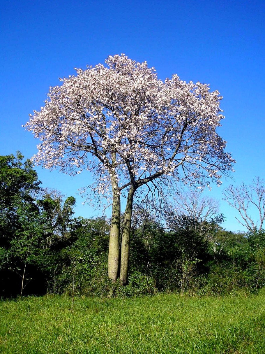 Сейба специоза