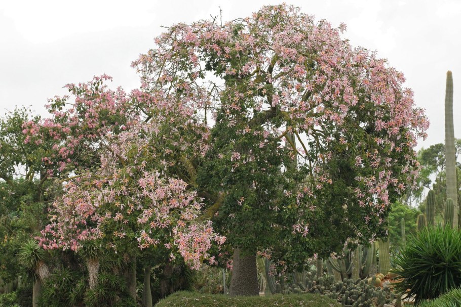 Хоризия великолепная
