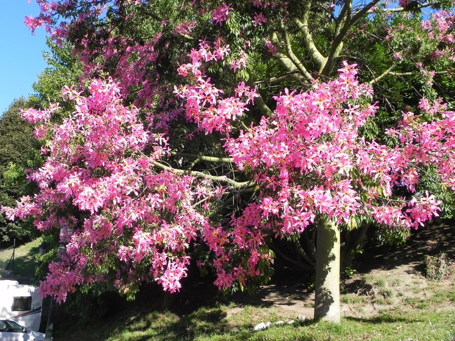 Chorisia speciosa
