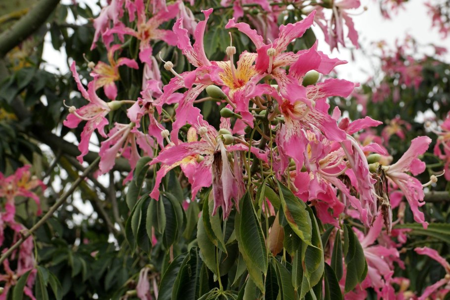 Сейба великолепная дерево