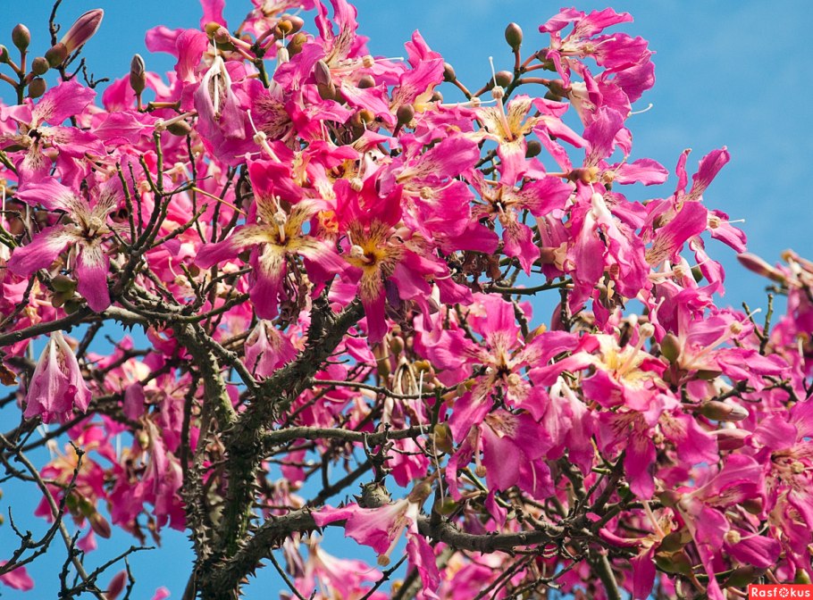 Сейба Спесиоза