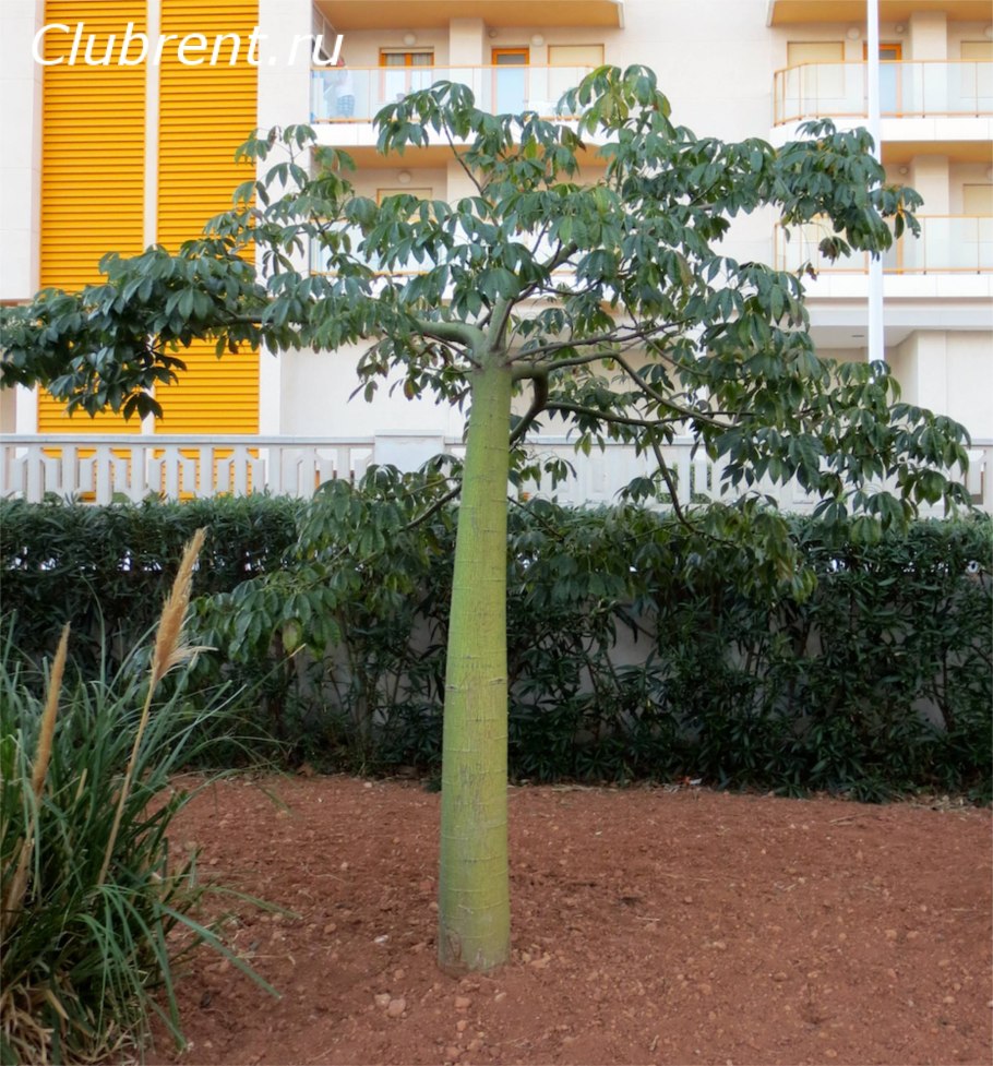 Хоризия специоза