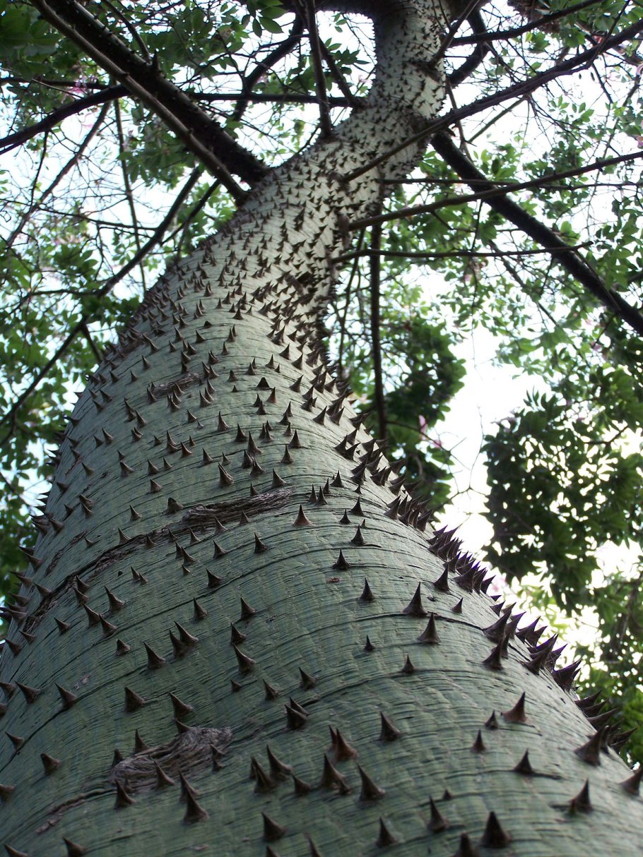 Chorisia speciosa Хоризия великолепная