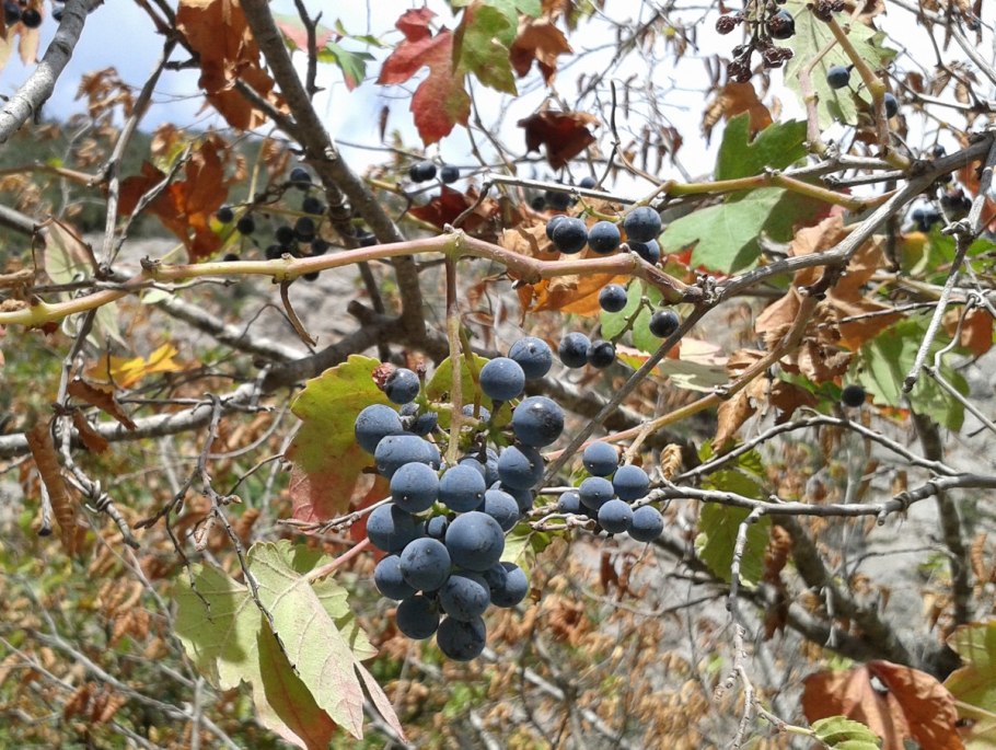 Кавказ Родина Vitis vinifera