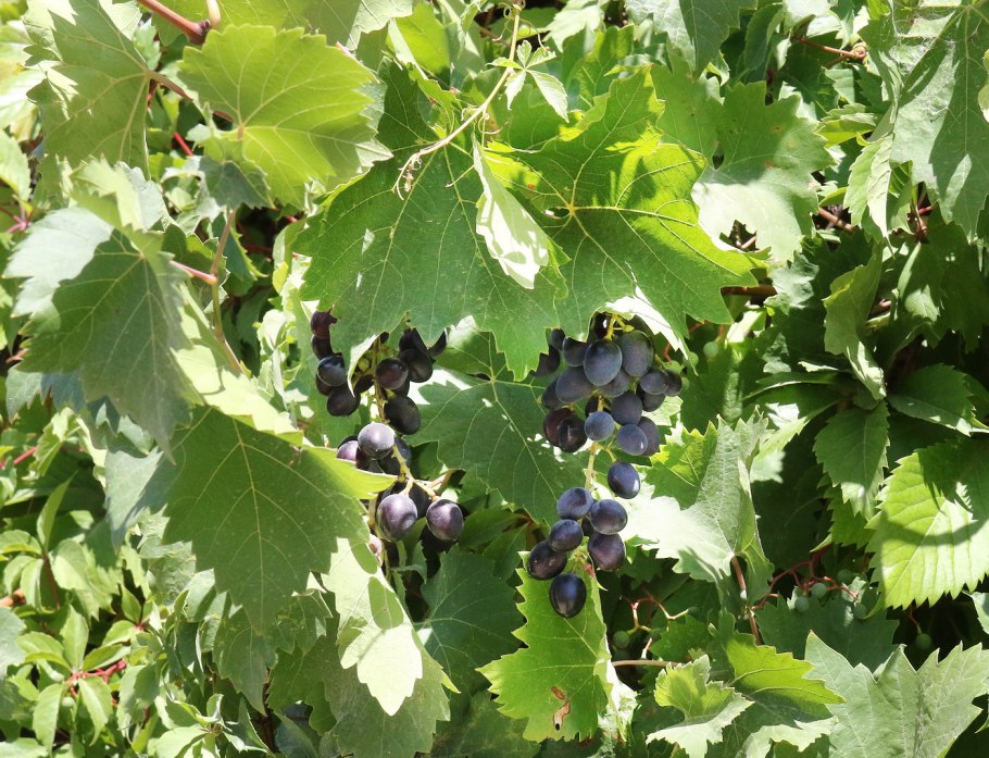 Vitis vinifera apiifolia