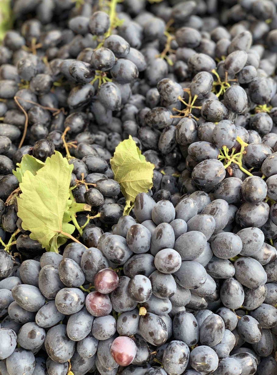 Гроздь винограда на столе