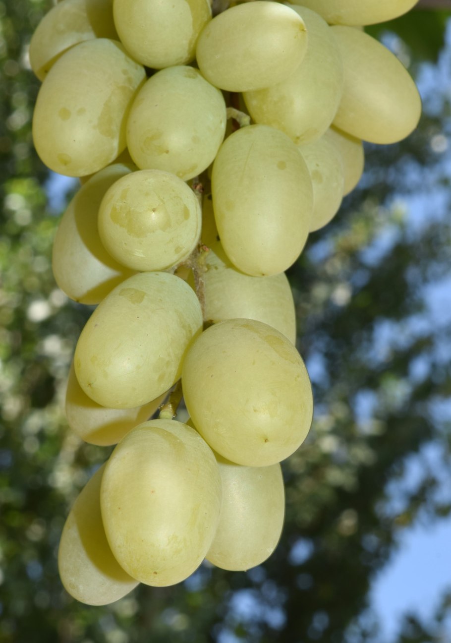 Виноград Vitis vinifera l.