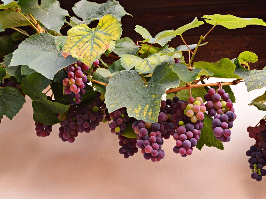 Виноград Свенсон ред кишмиш