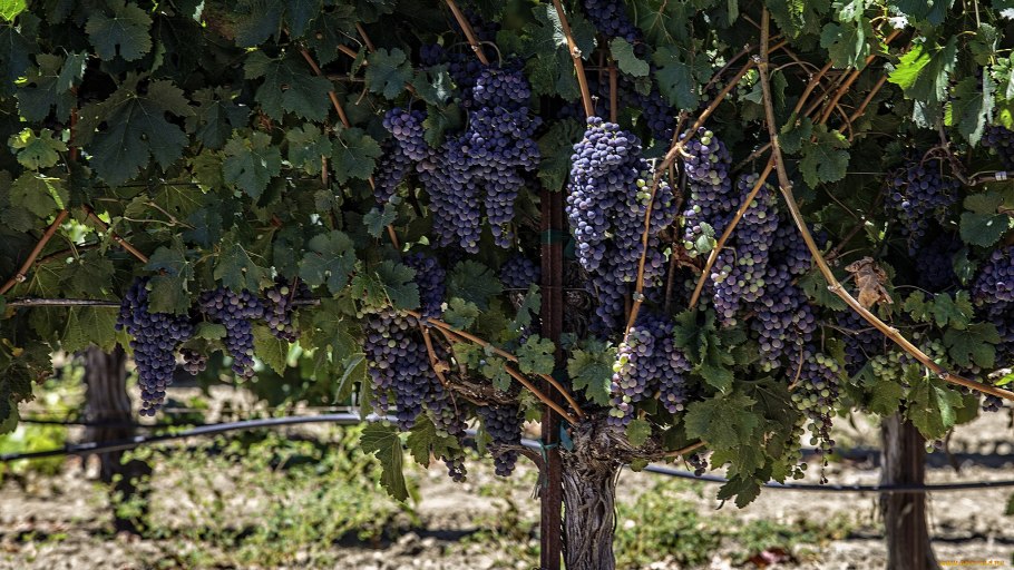 Виноград в природе