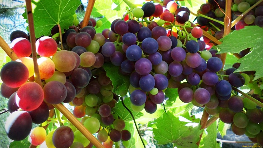 Сорт винограда Сеня