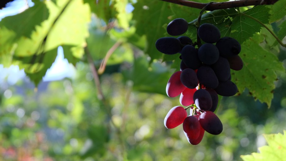 Виноград (Vitis) Regent