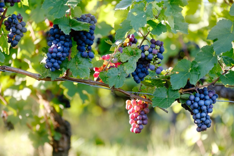 Vitis vinifera виноград