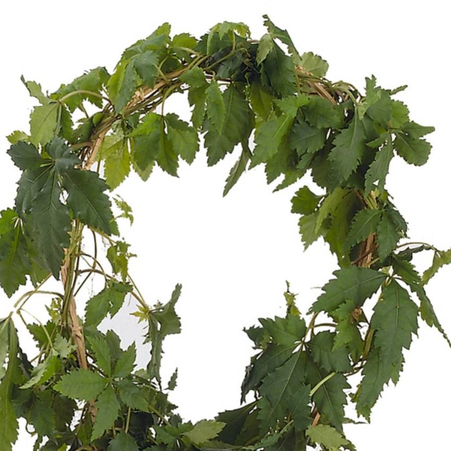 Девичий виноград триостренный (Parthenocissus tricuspidata).