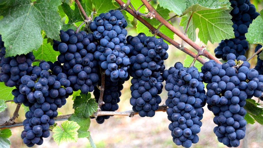 Виноград Потапенко 21