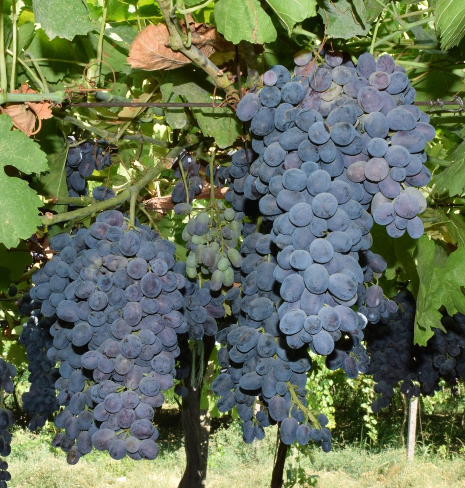Виноград японский Vitis coignetiae