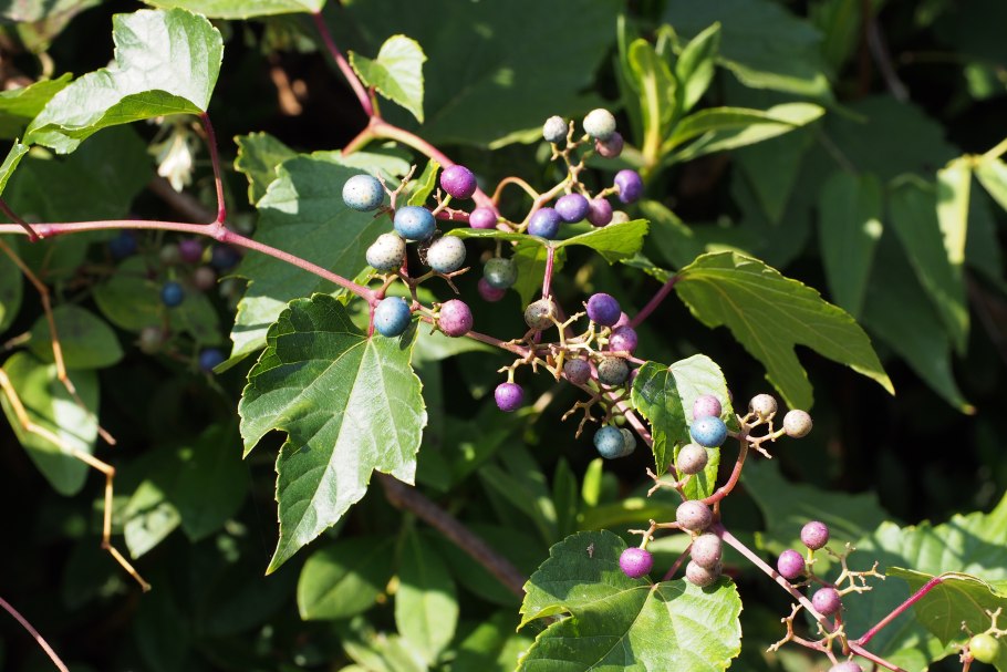 Виноград винный Vitis vinifera соцветие