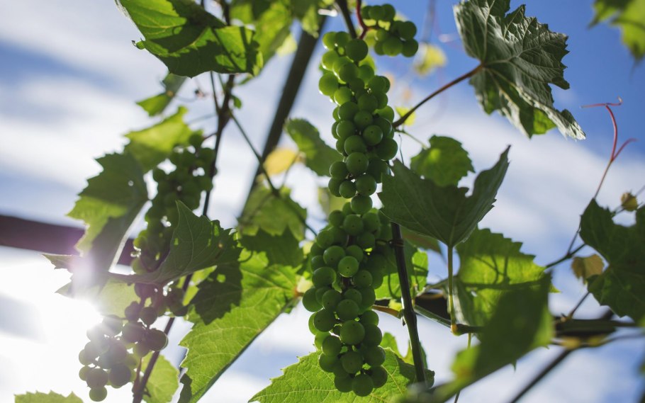 Виноградная лоза