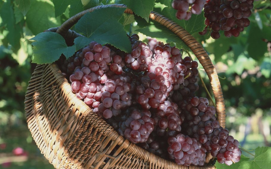 Виноград Кузьминский синий