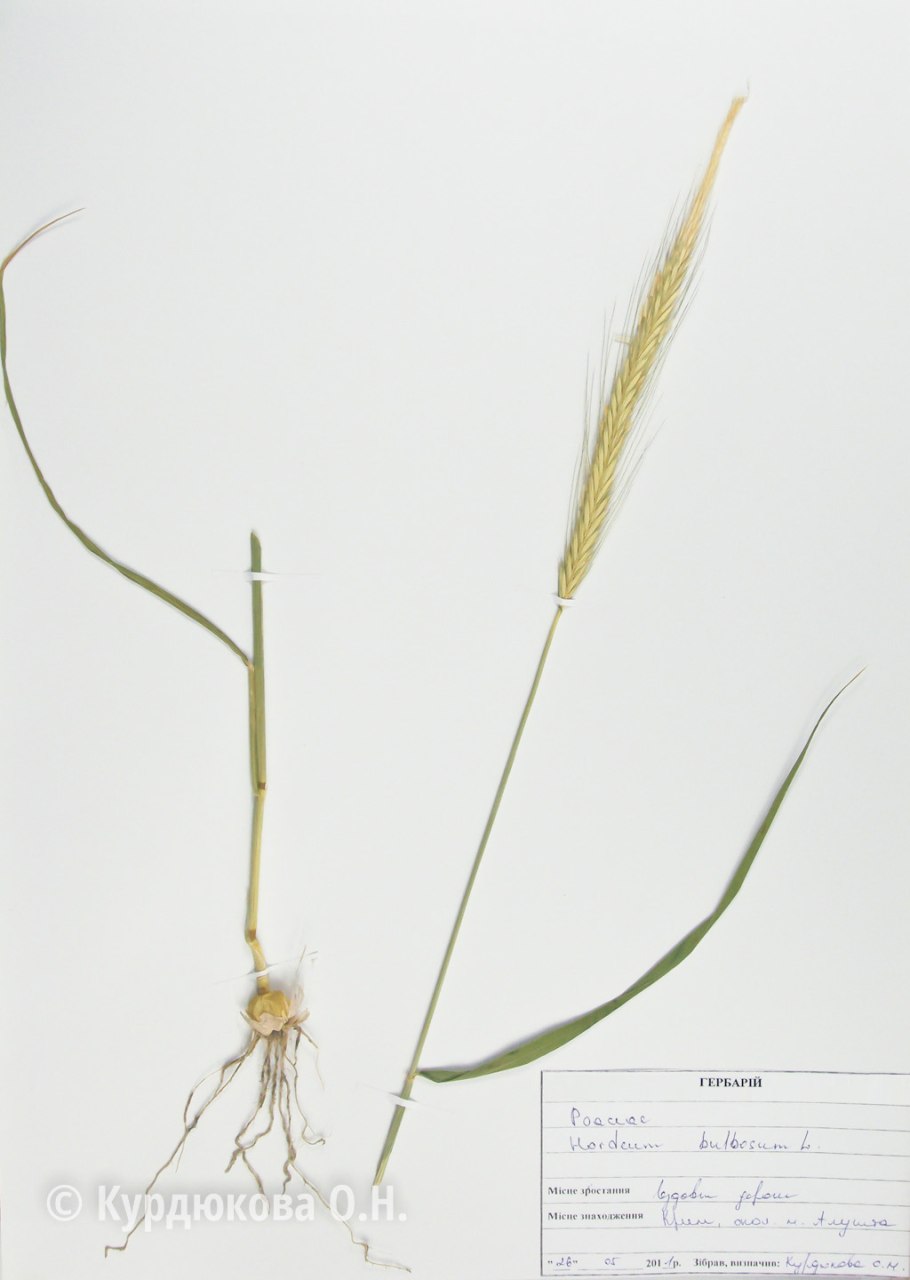 Ячменная луковица