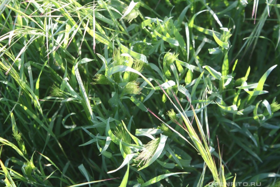 Колос цилиндрический ячмень