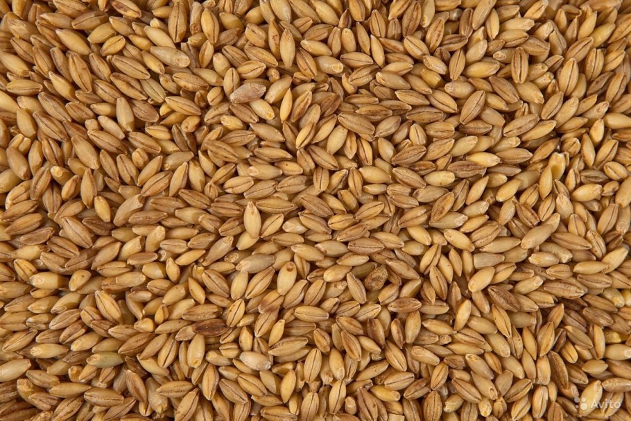 Ковыль ячмень гривастый (Hordeum jubatum)