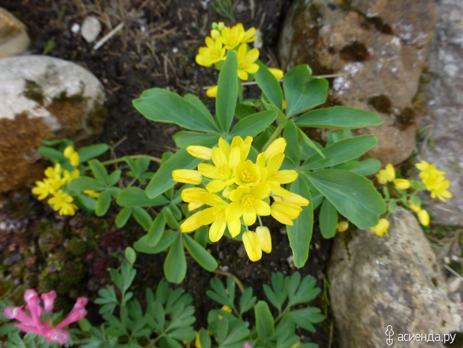 Леонтица сомнительная