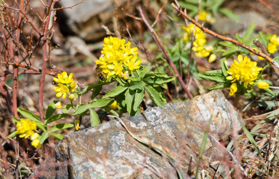 Гимноспермиум Альберта