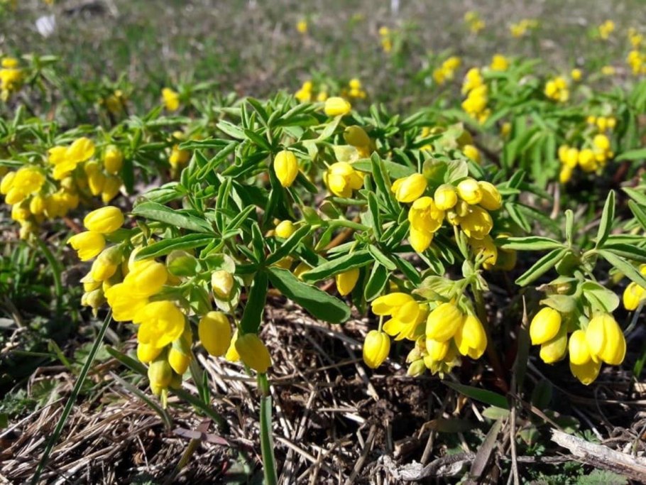 Леонтица Алтайская