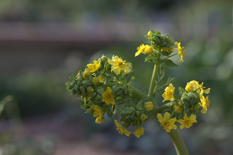 Голосемянник Одесский