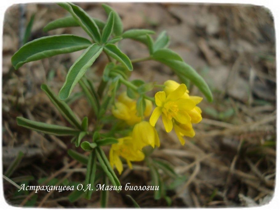 Ranunculus repens плод