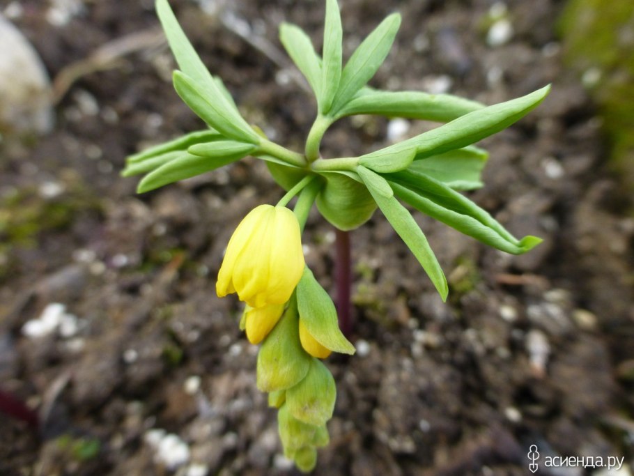 Папоротники гимноспермиум Алтайский