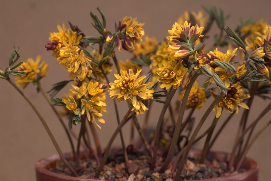 Isatis tinctoria Oil что это