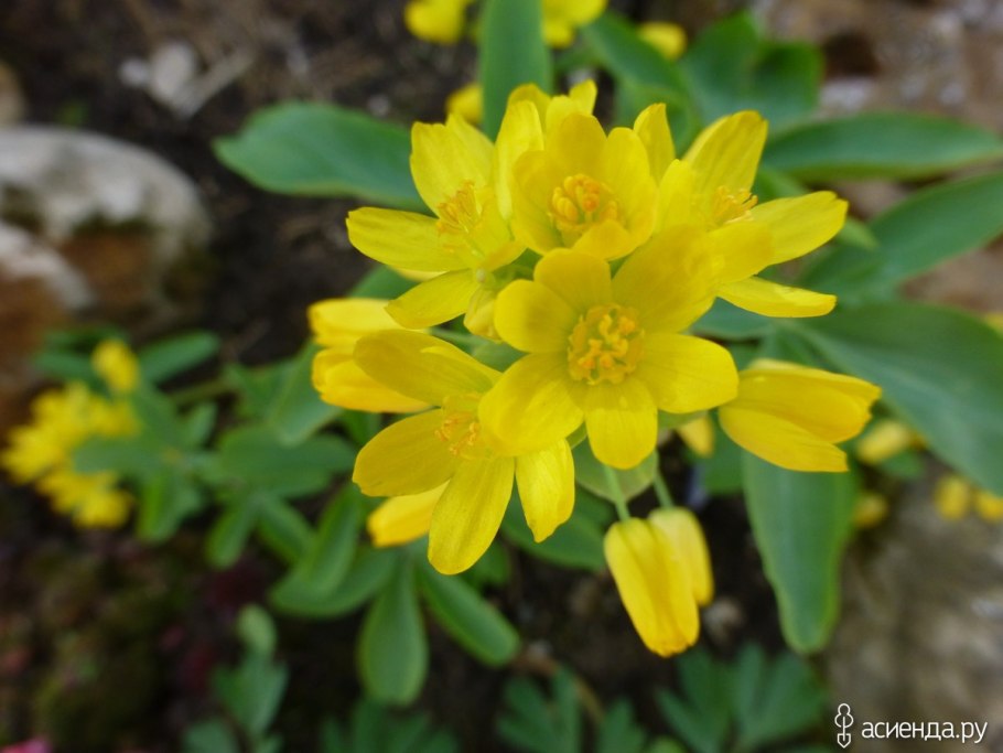 Леонтица Алтайская